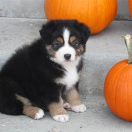 Australian Shepherd and Miniature Australian Shepherd Puppies from Canyon Creek Aussies