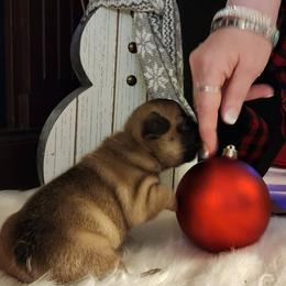 French Bulldog puppies from Jemms Kennels