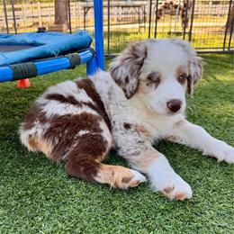 Rusty (Rusty) - Red merle male Australian Shepherd puppy in Ramona, California from Blue Moon Aussies
