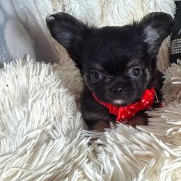 P - Chihuahua