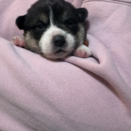Orange collar - Black and tan male Pembroke Welsh Corgi puppy in Poulsbo, Washington from Central Valley kennel