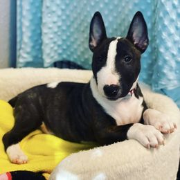 Miniature Bull Terriers from Sunshine Bulls