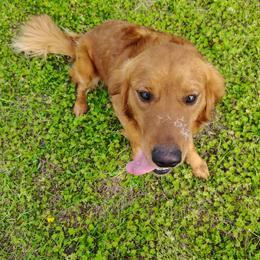 Leo - Golden Retriever