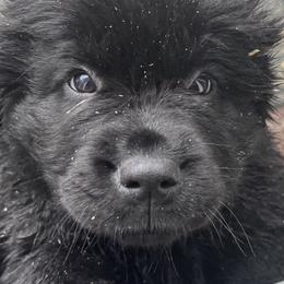 Puppy girl 1 - Black female Newfoundland puppy in St Cloud, Minnesota from BurningEmbers