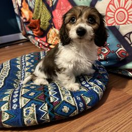 Dachshund Puppies from Memaw’s Minis Babies Doxies