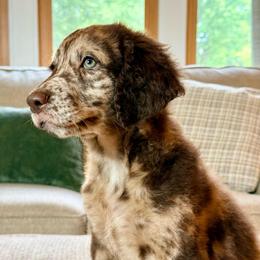 Harley - Merle female Goldendoodle puppy in Dayton, Ohio from Perks Court Doodles