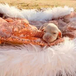 Daxx - Cream male Dachshund puppy in New Albany, Mississippi from Double A. Doxies