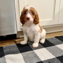 Draco - Blenheim male Cavapoo puppy in Beresford, South Dakota from DAKOTA DOOD RANCH
