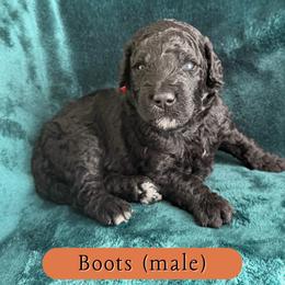 Boots - Black male Goldendoodle puppy in Port Charlotte, Florida from Lover Dover Doodles