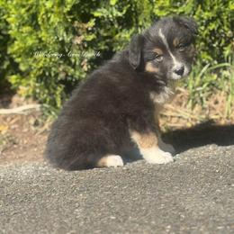 Rolo- btm2 - Black tri-color male Australian Shepherd puppy in Chehalis, Washington from Wandering Acres Ranch