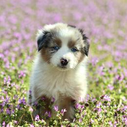 Hello kitty - Blue merle female Australian Shepherd puppy in Star City, Arkansas from Blush & Lace Aussie Co.