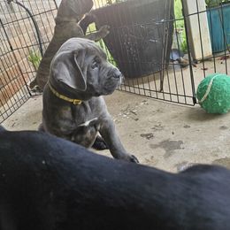 Yellow collar Girl 1 - Gray brindle female Cane Corso puppy in Cottonport, Louisiana from Sweet Cane Corsos