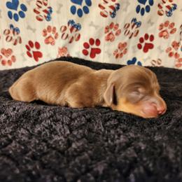Boy 1 - Chocolate and tan male Dachshund puppy in Lovell, Wyoming from Bernstein Doxies