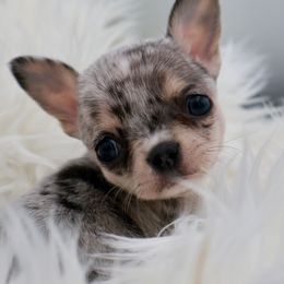 Veil - Blue merle female Chihuahua puppy in Raleigh, North Carolina from Fiddlefigg Chihuahuas