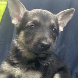 Harley - Black and tan male German Shepherd puppy in Perkasie, Pennsylvania from Twila Ruth Herot