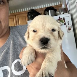 Golden Retriever Puppies from Ruff Life Goldens