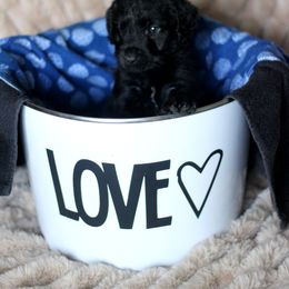 Labradoodle and Labrador Retriever Puppies from Moore than Dogs