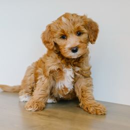 Espresso - Red  male Goldendoodle puppy in Spanish Fork, Utah from K Brand Doodles