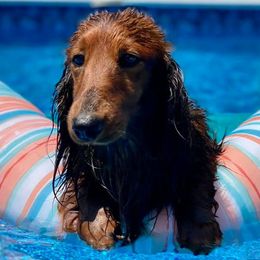 Dachshunds from Niagara Doxies