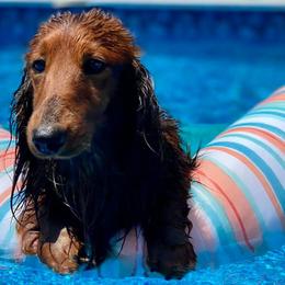 Dachshunds from Niagara Doxies