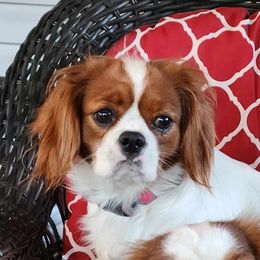 Dolly - Cavalier King Charles Spaniel