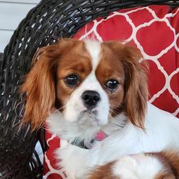 Dolly - Cavalier King Charles Spaniel