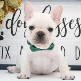 BRON - Cream male French Bulldog puppy in West Plains, Missouri from Must Be Frenchies & Crown Of Curls Bolonka
