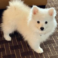 American Eskimo Dog Puppies from Soleil American Eskimos