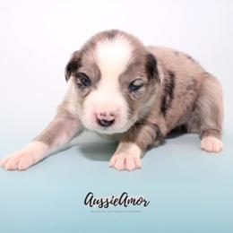 Bi Blue Merle 5 - Blue merle male Miniature Australian Shepherd puppy in Pinehurst, Texas from Aussie Amor