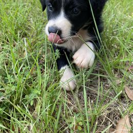 Frankie - Black Australian Shepherd puppy in Rusk, Texas from H3 Aussies