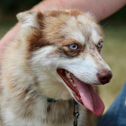 Viola - Pomsky