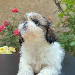 Reese's - Tricolor female Shih Tzu puppy in Fresno, California from Jas’ ClassnSass