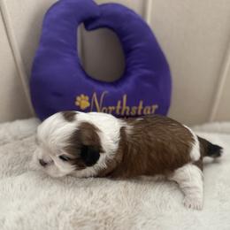 Boy 1 - Red and white male Shih Tzu puppy in Paso Robles, California from Northstar Shih Tzu