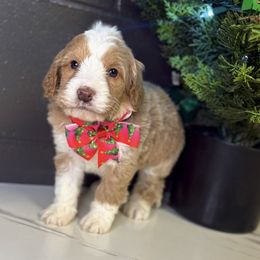 Loretta - Red female Bernedoodle puppy in Winfield, Alabama from Rose Lane Doodles