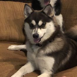 Stormy - Pomsky