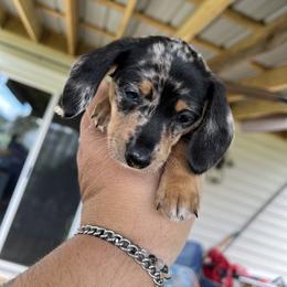 Dachshund Puppies from Witchy Woman’s Wiener’s