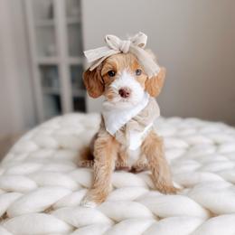 Lady - 12 Days of Christmas - Apricot female Goldendoodle puppy in Syracuse, Indiana from The Doodle Cove