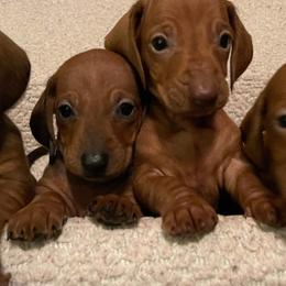 Chesapeake Bay Retriever, Dachshund, and Labrador Retriever Puppies from Passport SS Dachshunds