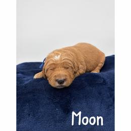 Moon - Red  male Goldendoodle puppy in Smithfield, Kentucky from KBK9 Kennels