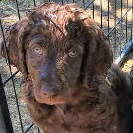 Labradoodle Puppies from AV Cares Doodles