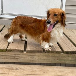 Copper - Red male Dachshund puppy in Muldrow, Oklahoma from Sassy Sausage Dogs
