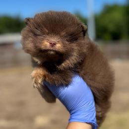 Lyra - Chocolate and tan female Pomeranian puppy in Willow Spring, North Carolina from GTBBF Pomeranians