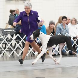 Great Dane All Grown Up from Runa Danes