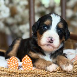 Gigi - Tri-color female Bernedoodle puppy in Yuciapa, California from AlltheDoodlez_