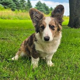 Shillelagh - Brindle merle and white female Cardigan Welsh Corgi puppy in Plymouth, Iowa from Highplains Herders