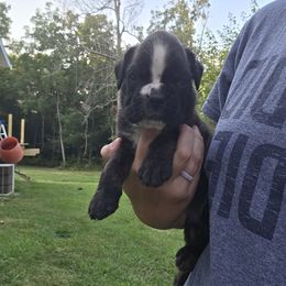 Rocket - Brindle male Boxer puppy in Billings, Missouri from Azaleas Euro Boxers & Boston Terriers