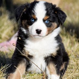 Noah - Black tri male Miniature Australian Shepherd puppy in Akeley, Minnesota from Rustic Original Aussies