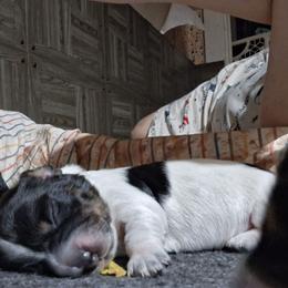 Buttercup - Piebald male Dachshund puppy in Pekin, Illinois from Paula's Dachsunds