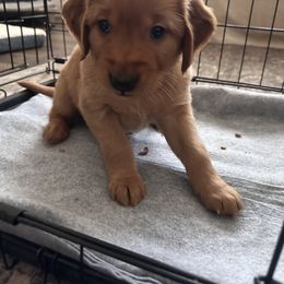 Golden Retriever Puppies from Golden Wiggle Retrievers
