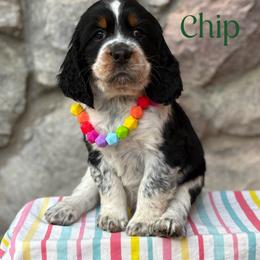 Mint Chip - Tri-Roan male English Springer Spaniel puppy in Plainwell, Michigan from Homegrown Springers